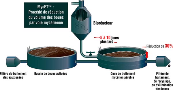 Procédé de réduction du volume des boues par voie mycélienne