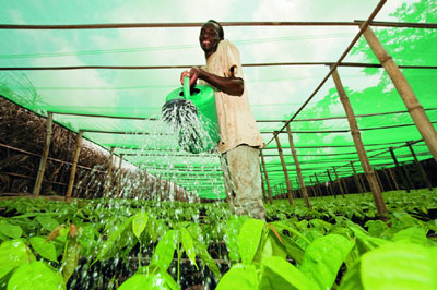 A farmer in Cote dIvoire tends to cocoa plants