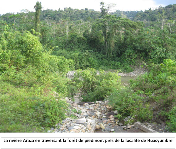 La rivire Araza en traversant la fort de piedmont prs de la localit de Huacyumbre