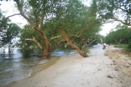 Mangroves et cosystmes