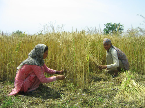 le blé organique du Dr. Sidhu et des travailleurs journaliers.