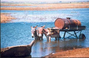 Tacharane, ravitaillement en eau, copyright Pierre Rabhi/Internuntia 2001