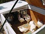 Gros plan des poulets sentinelles dans leur poulailler